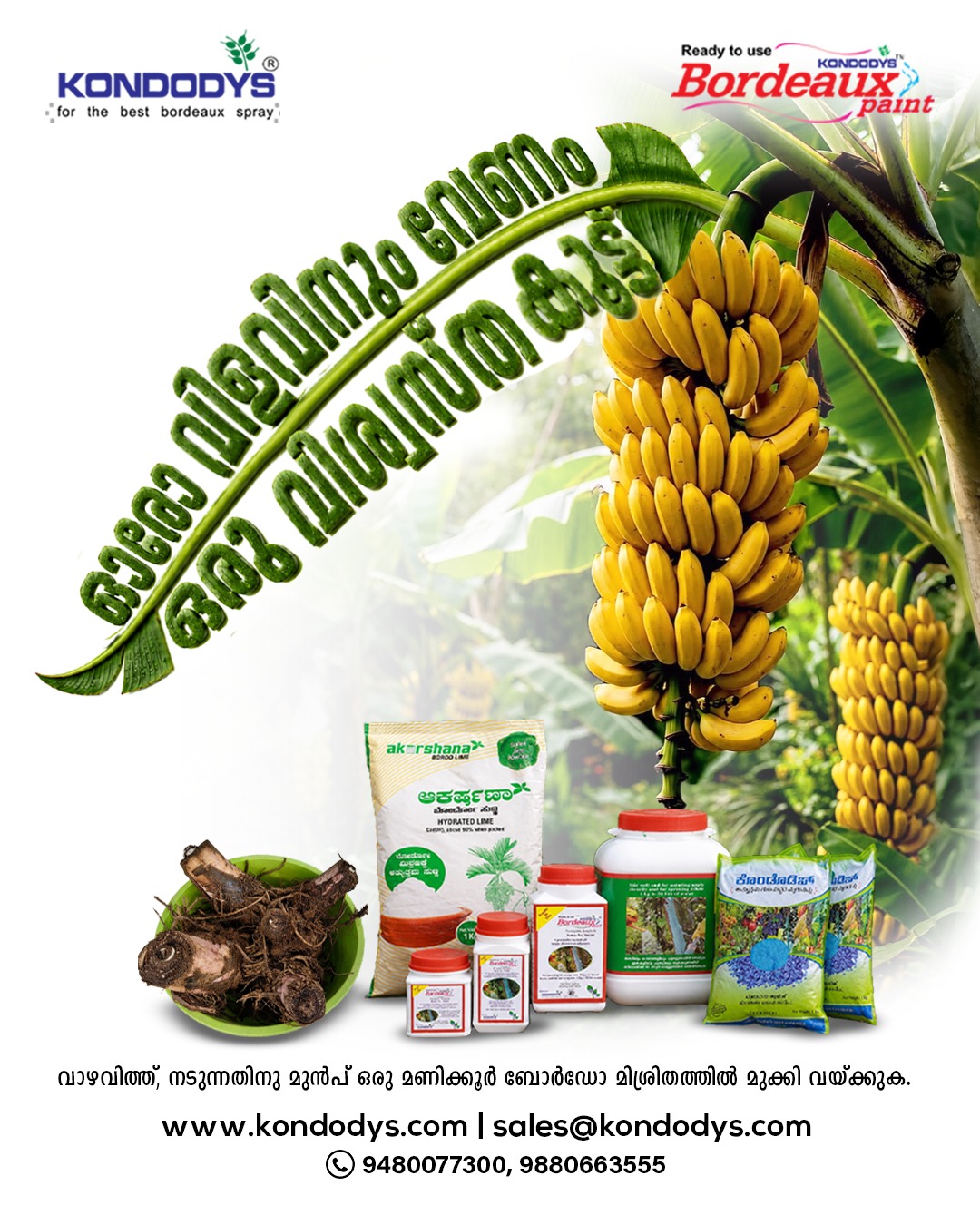 Chavara ad media